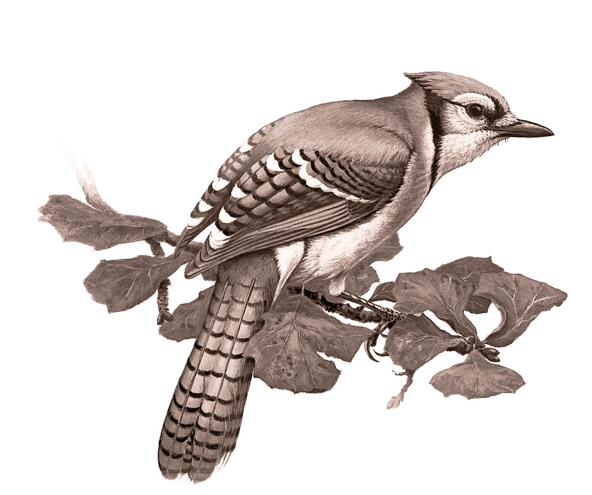 blue jay