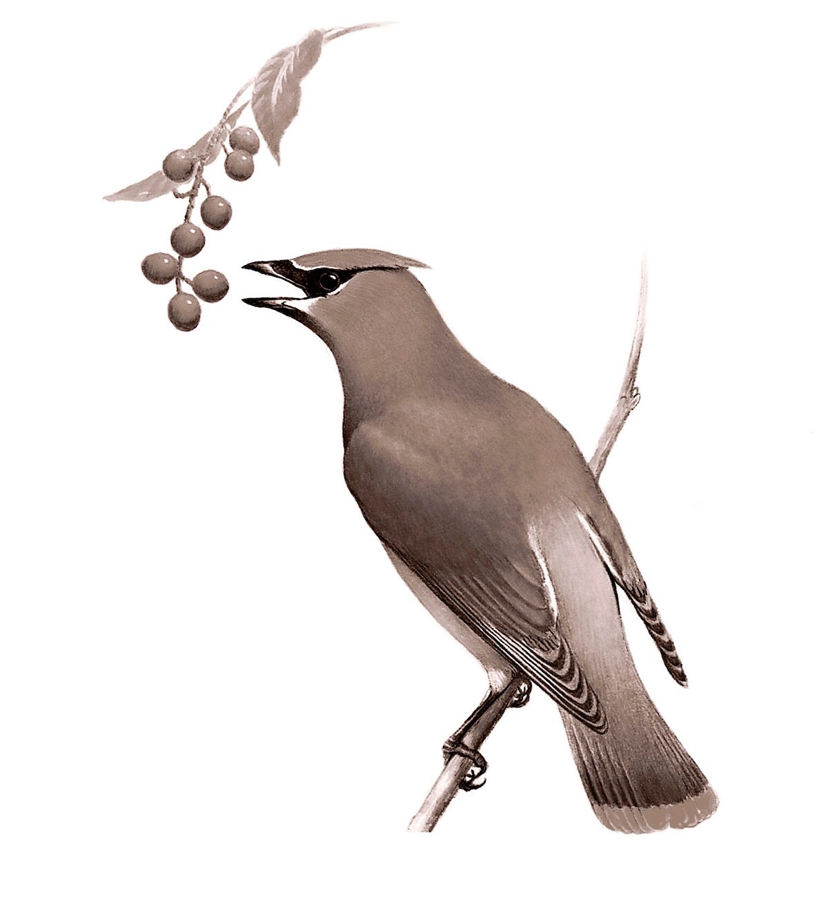 cedar waxwing