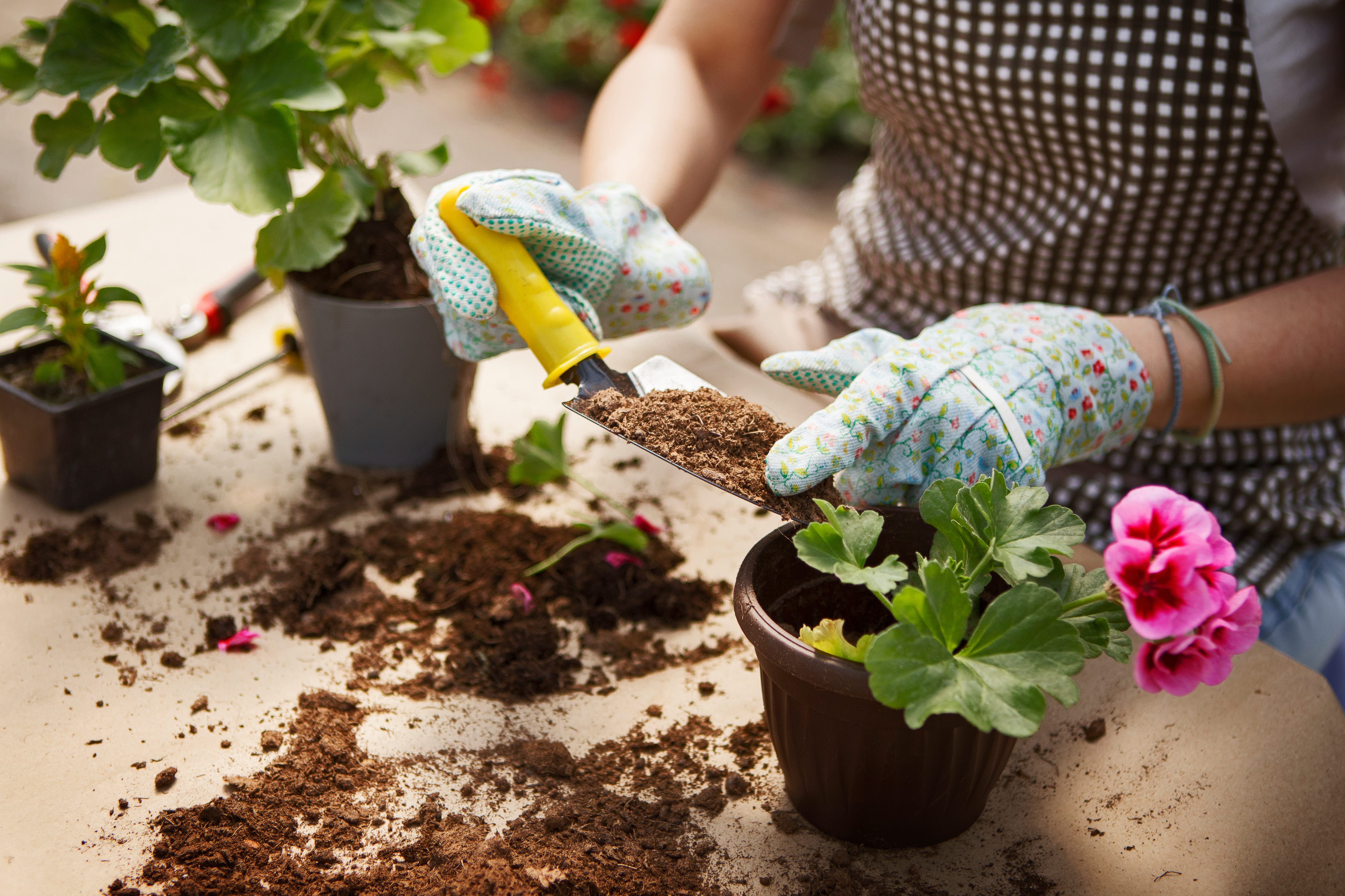 Close up shot of hands working with soil and flowers
