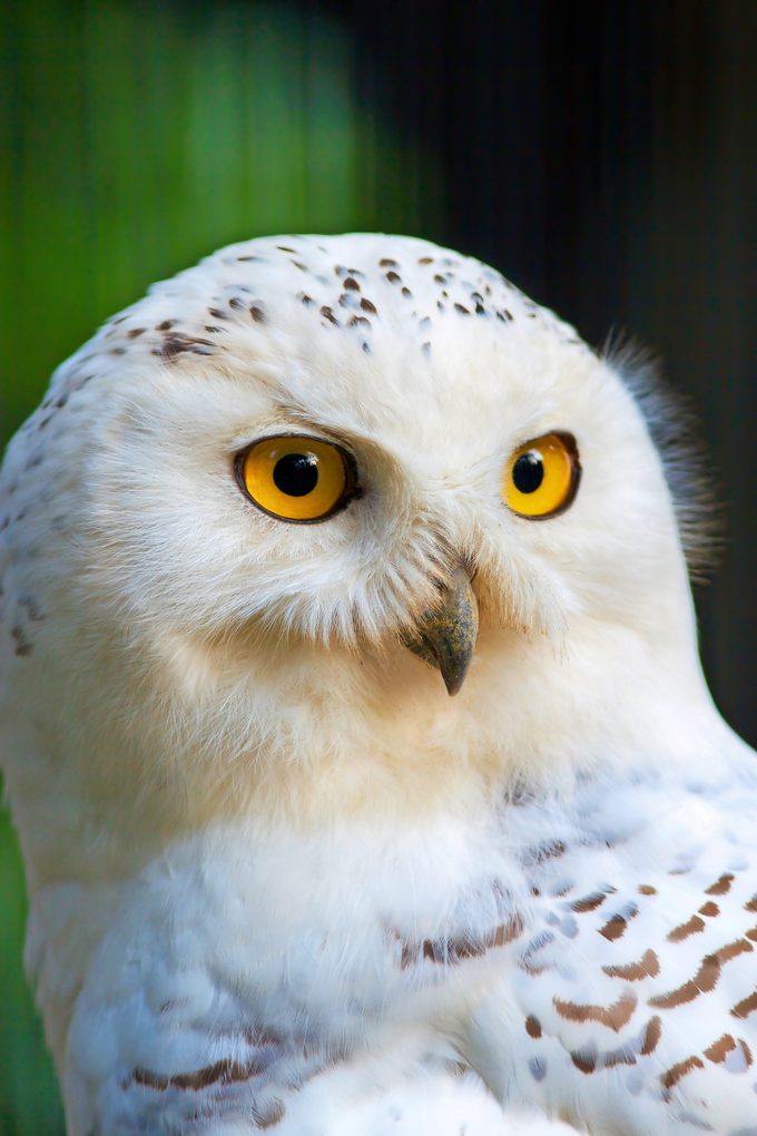 Snowy owl