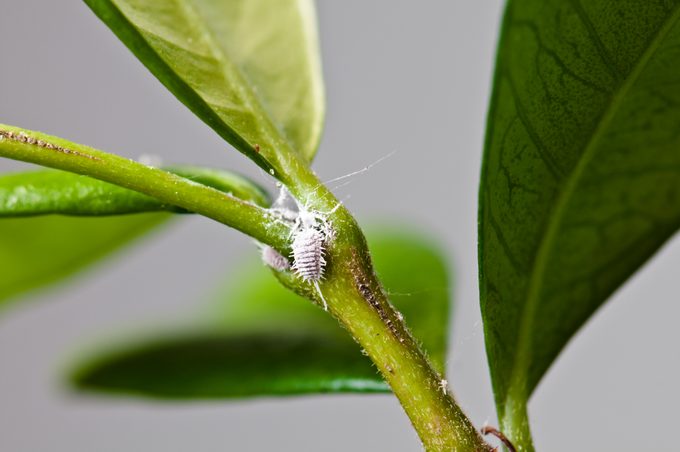 White Aphids (Mealybugs) on jasmine leaves