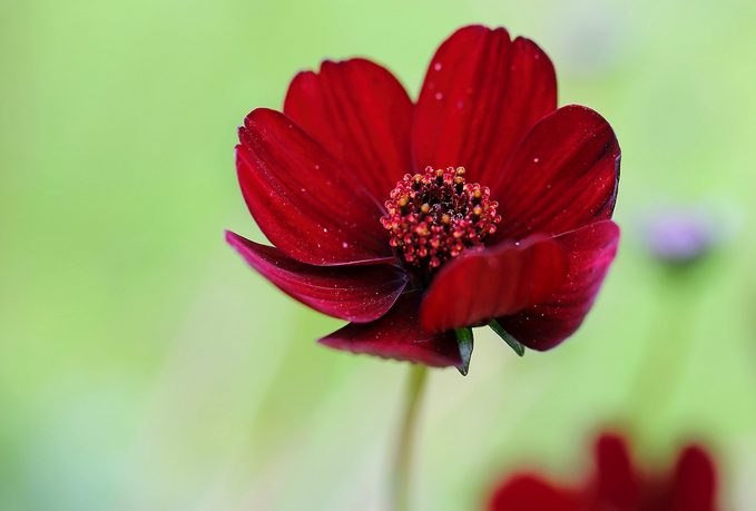 Chocolate Cosmos flowers