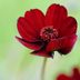 Grow Pretty and Fragrant Chocolate Cosmos Flowers
