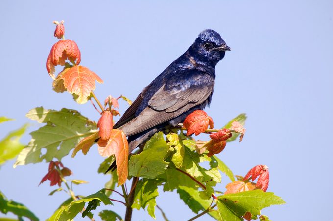 purple martin
