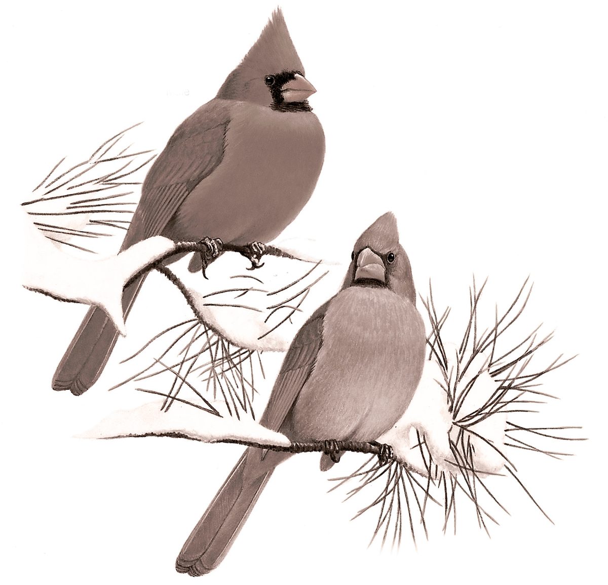 northern cardinal