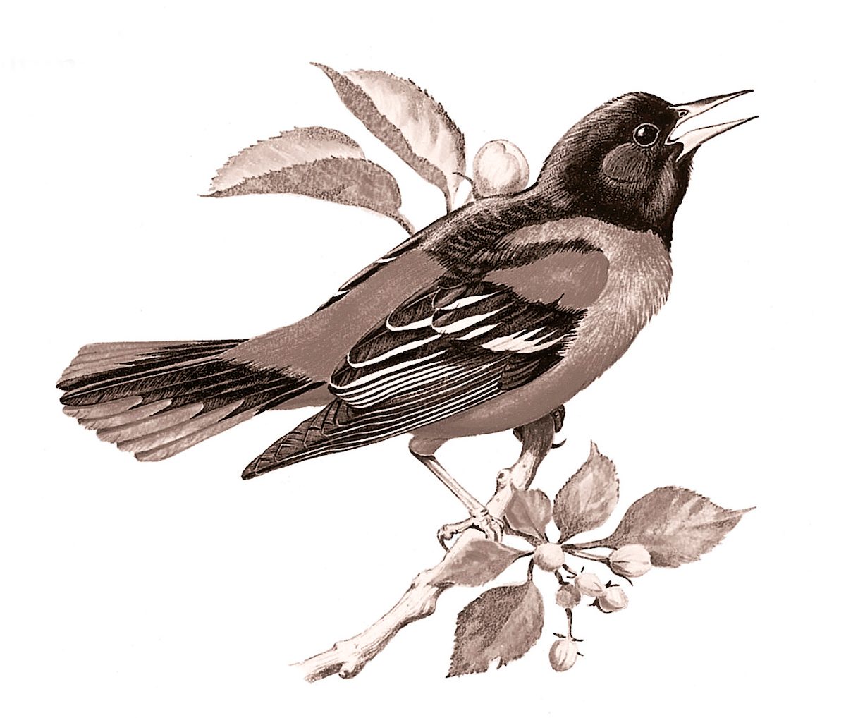 baltimore oriole