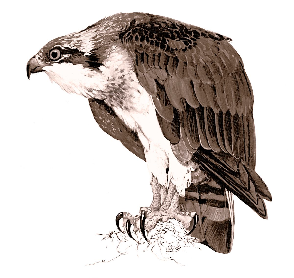 osprey