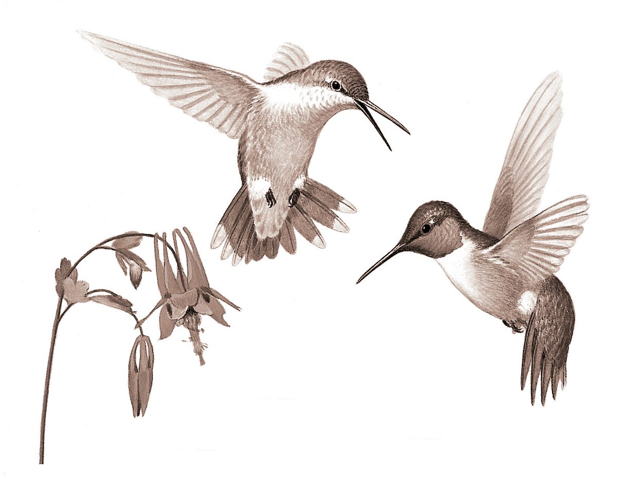 ruby throated hummingbird 