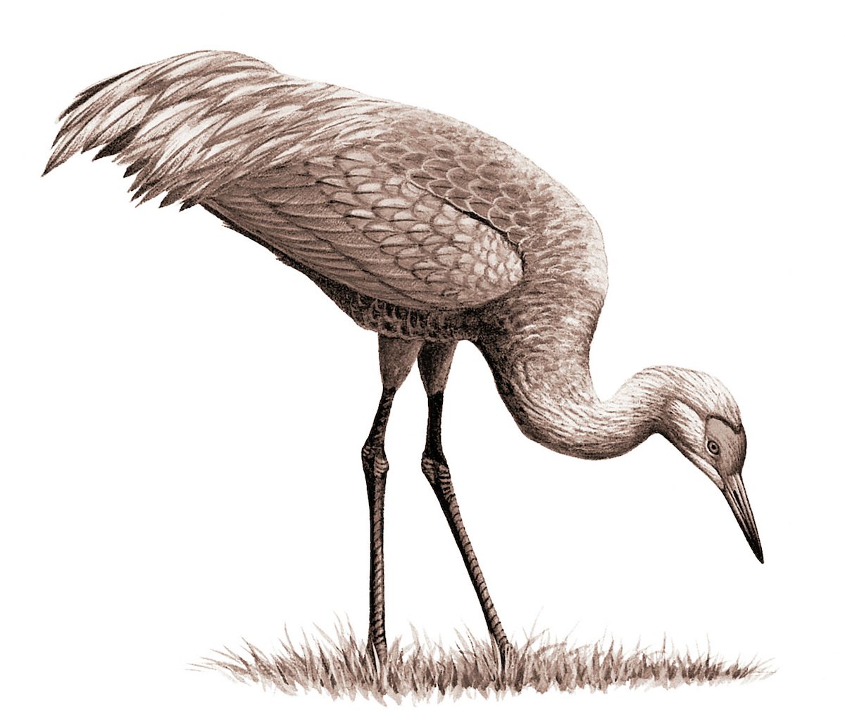 sandhill crane