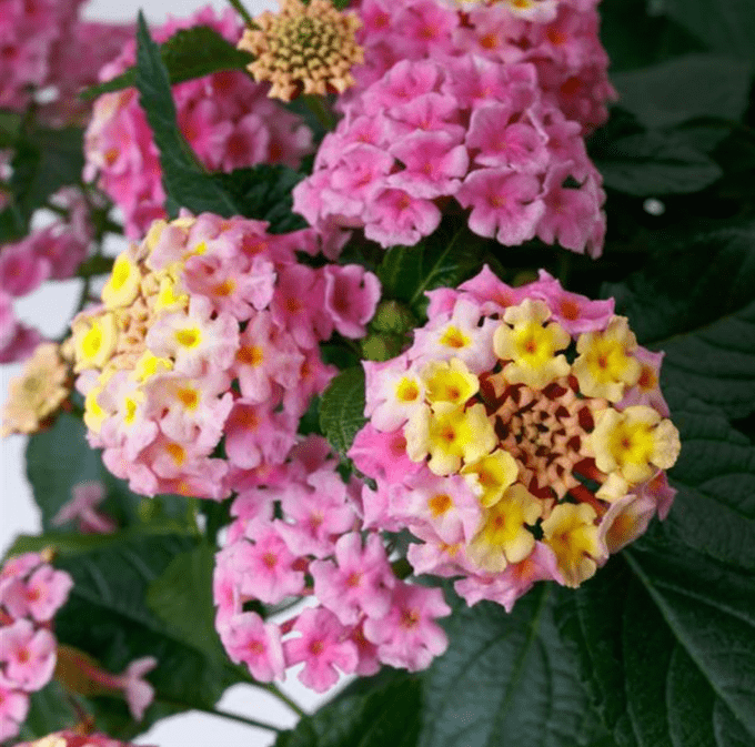 SunDance™ Pink Lantana