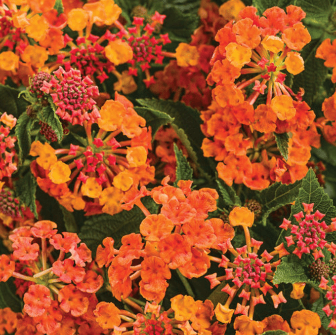 Lucious Marmalade lantana
