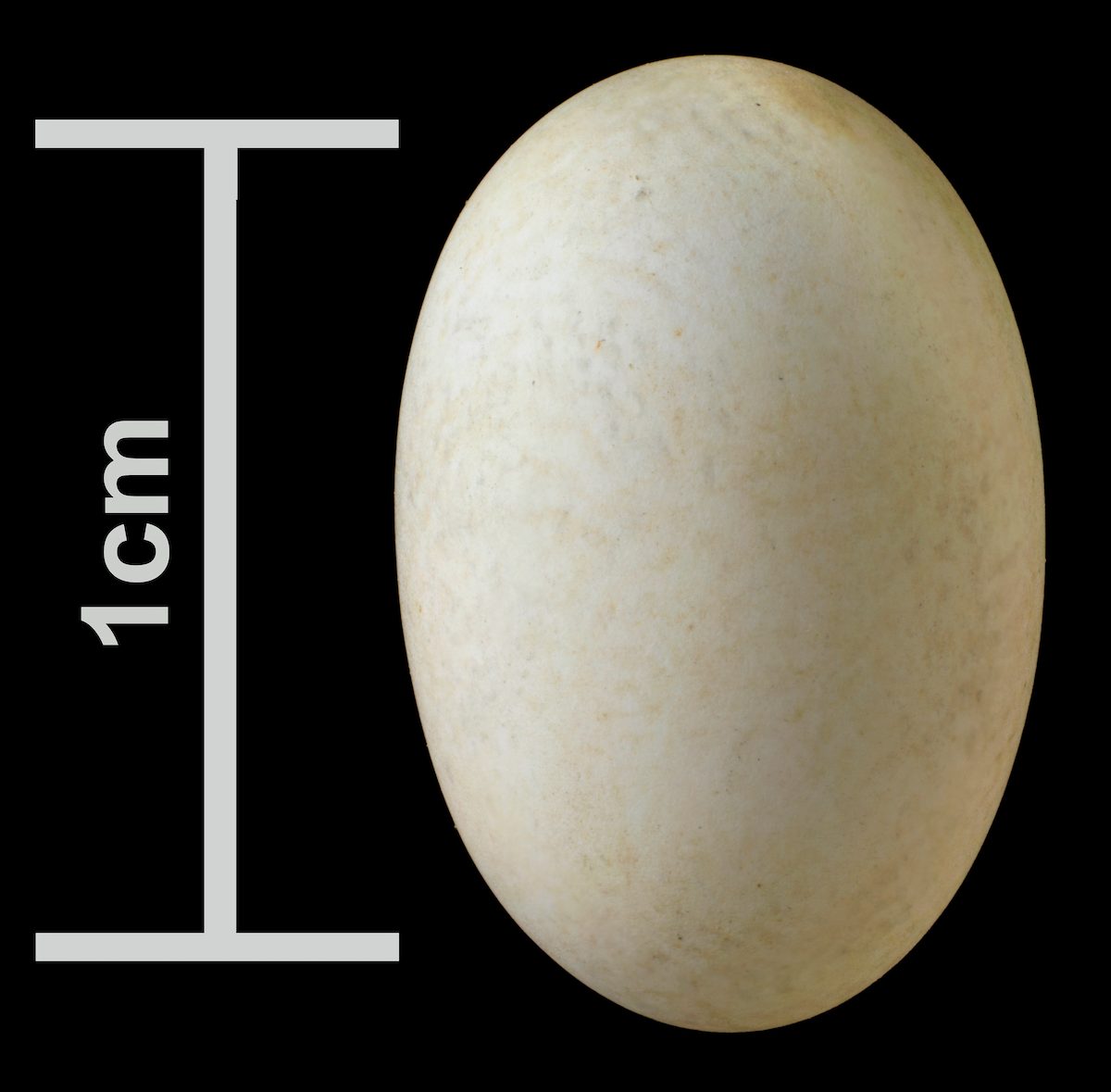 ruby throated hummingbird egg