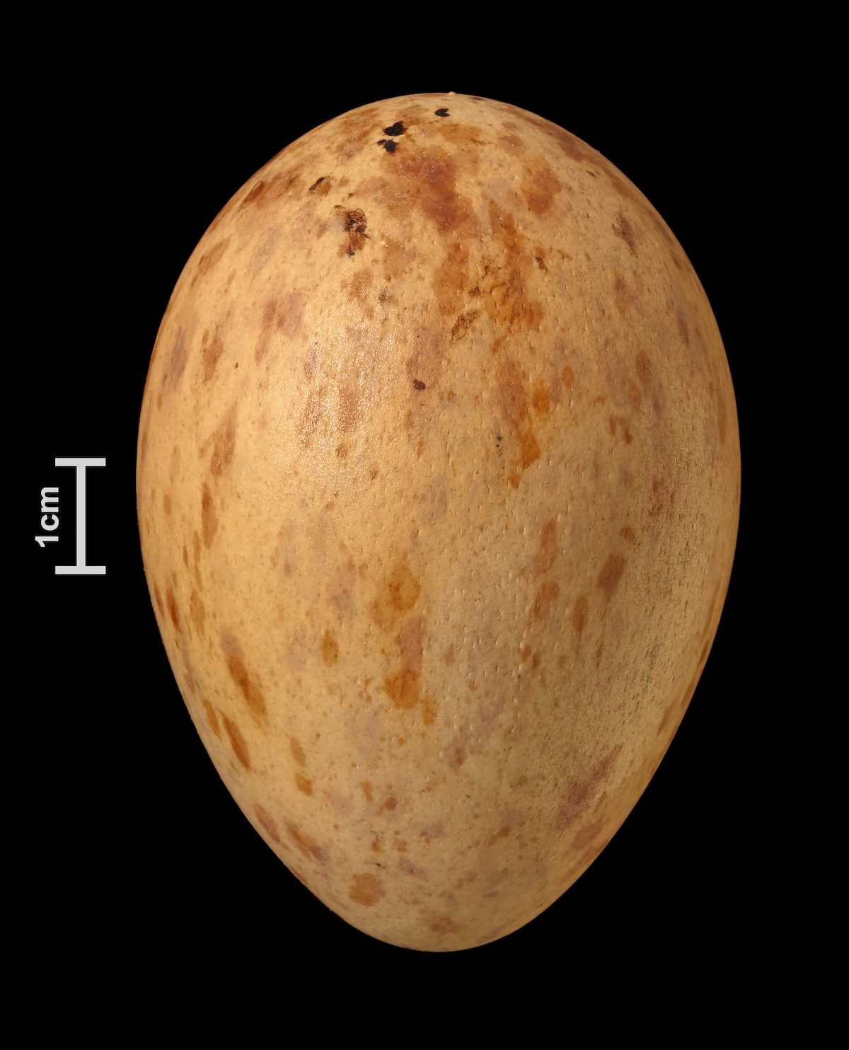 sandhill crane bird egg