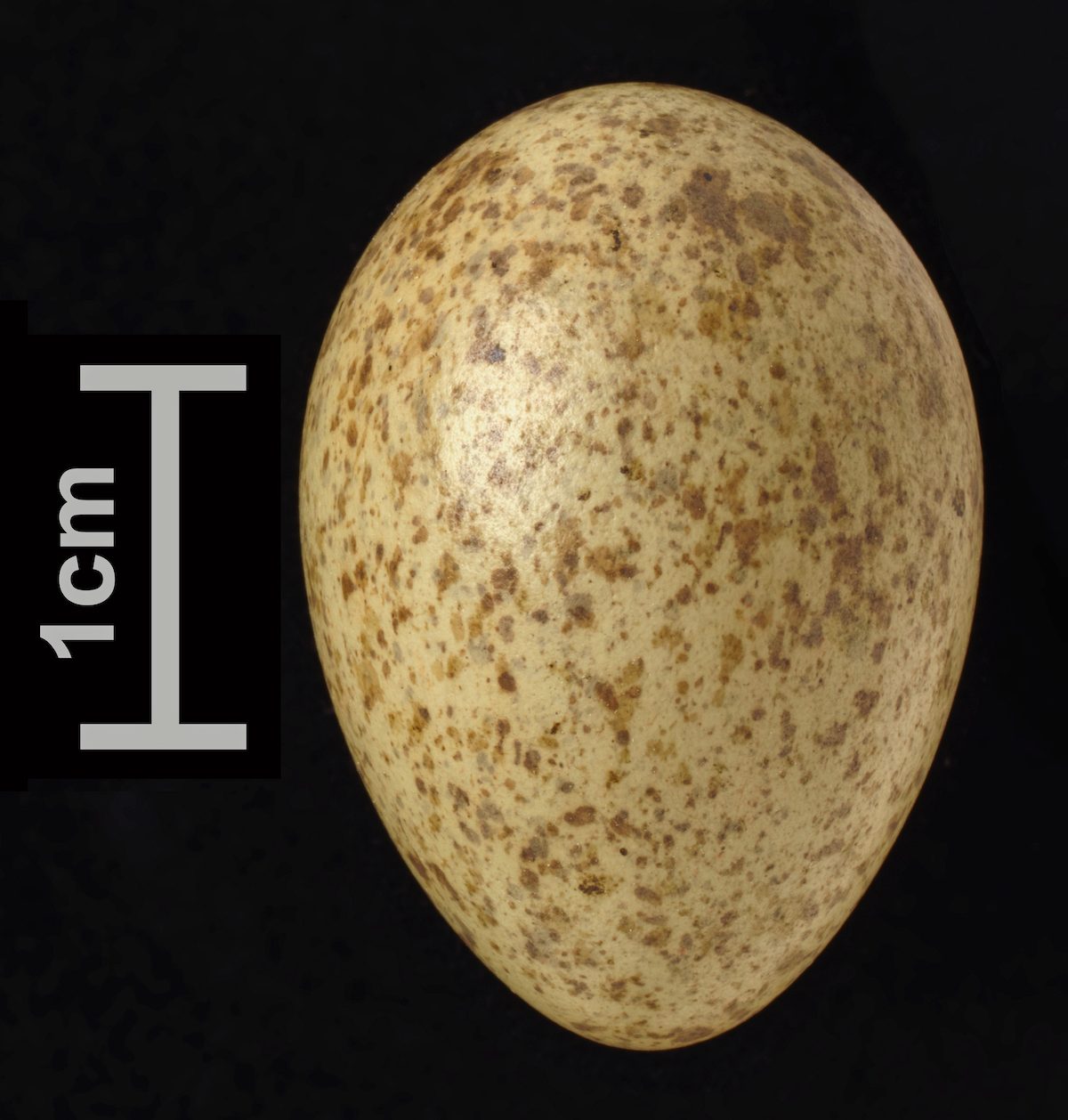 blue jay egg