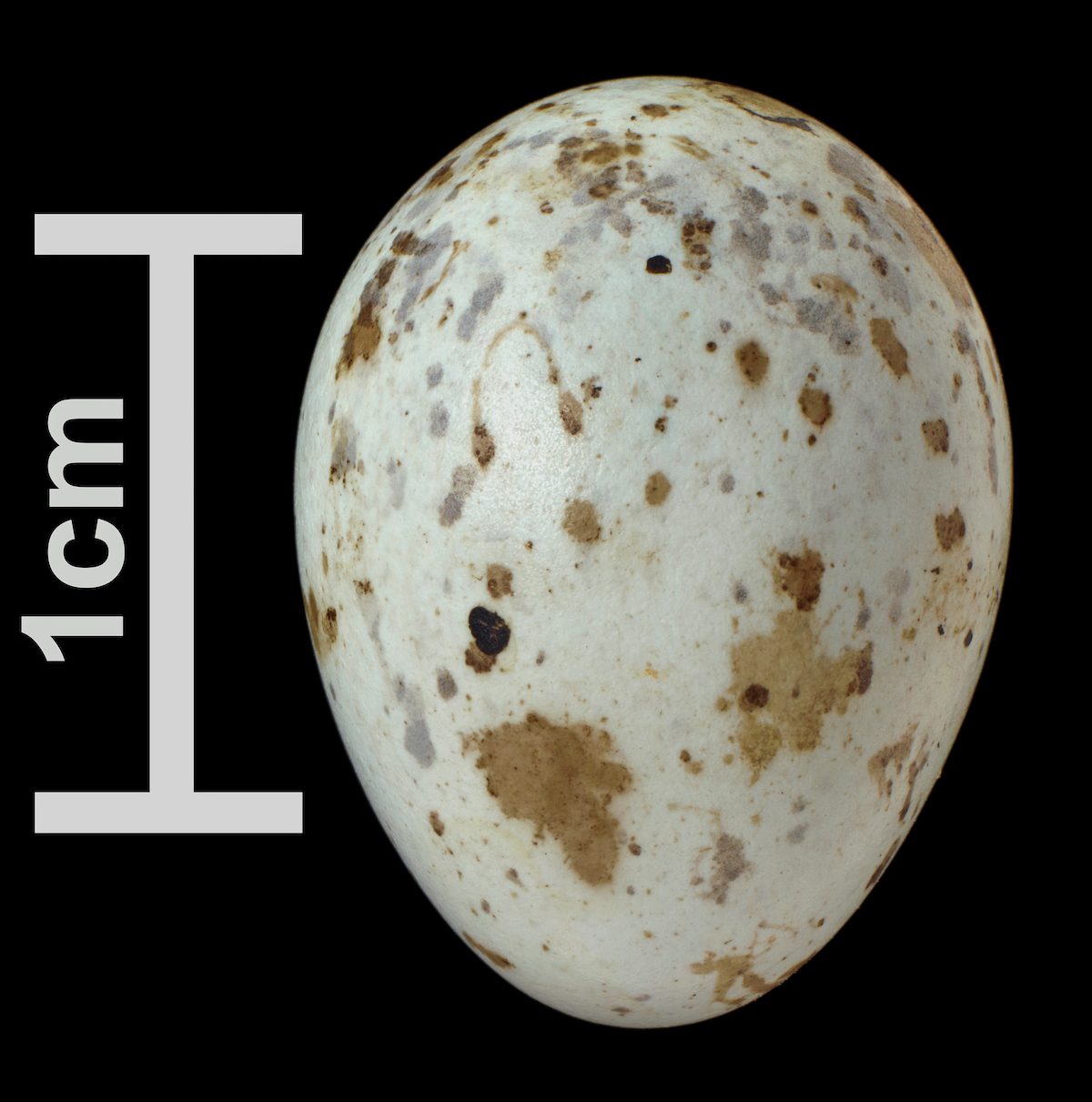 yellow warbler egg