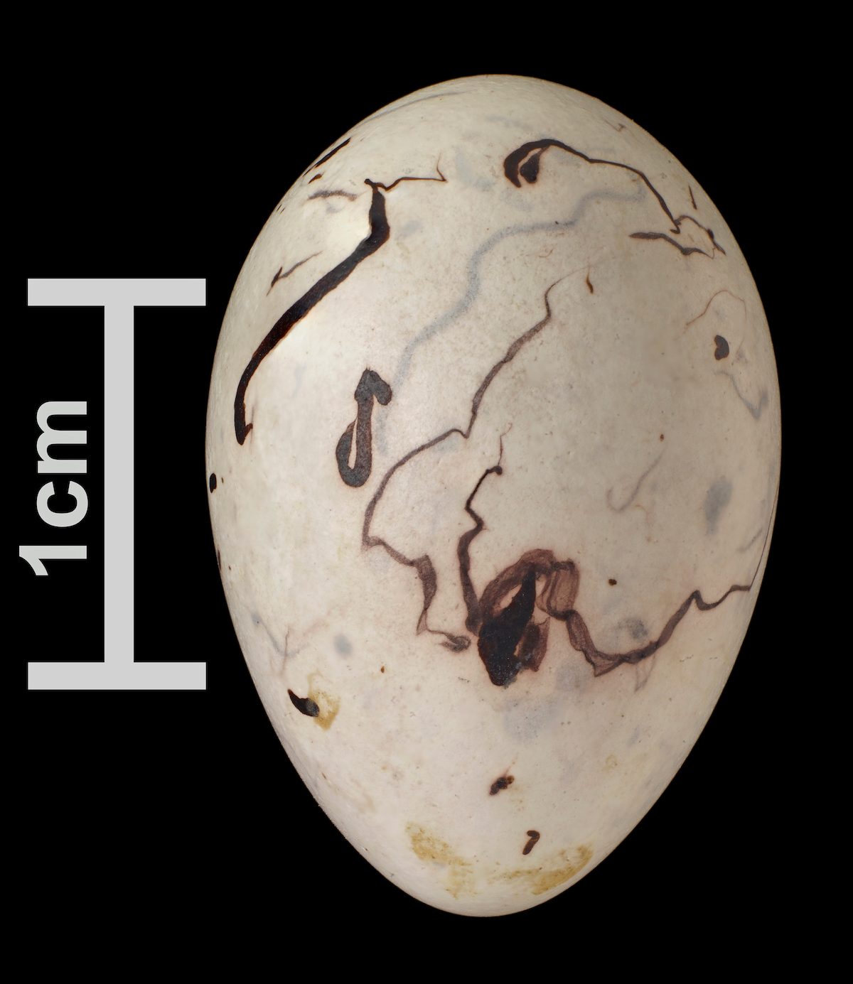 Baltimore oriole bird eggs