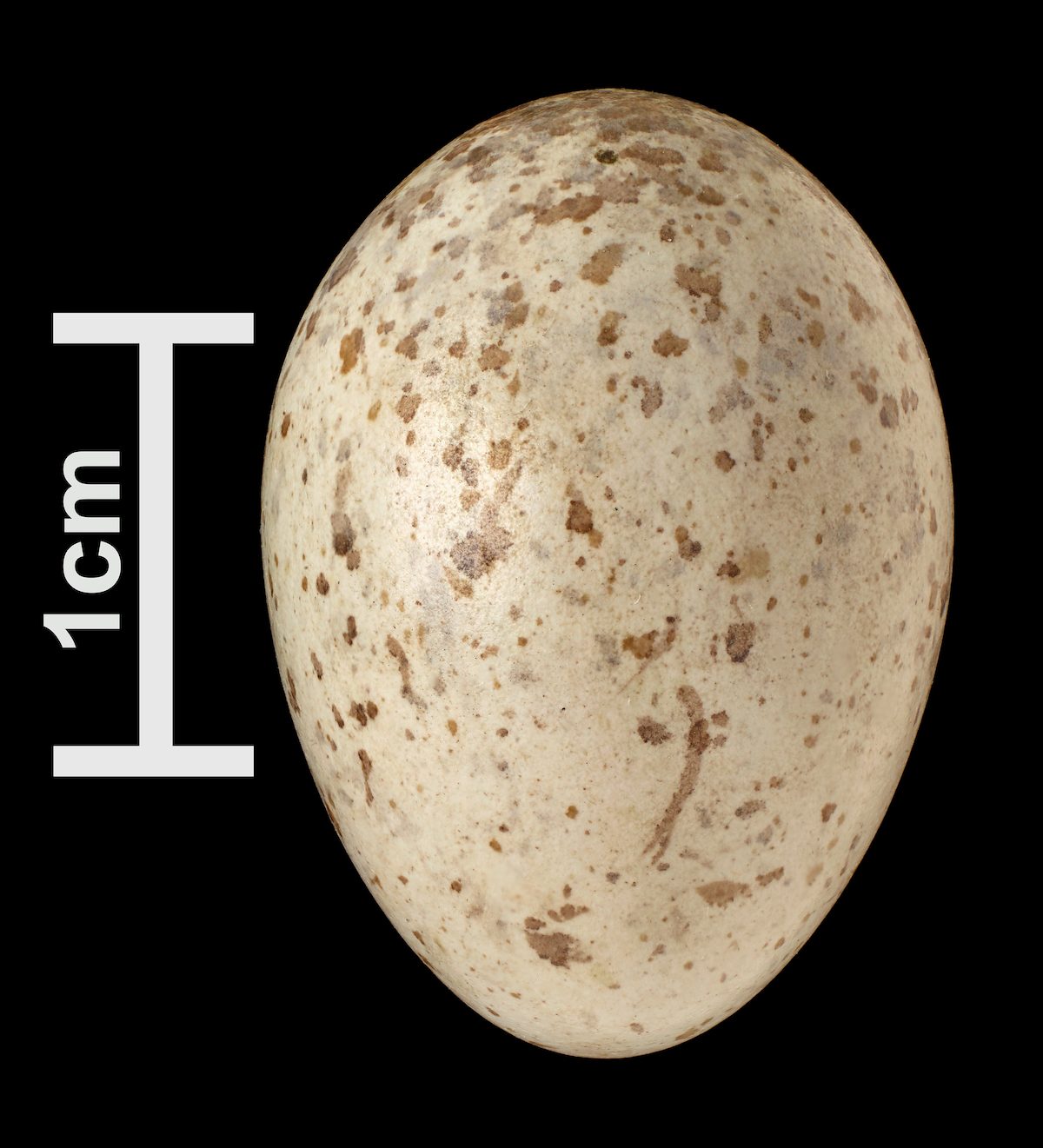 northern cardinal egg