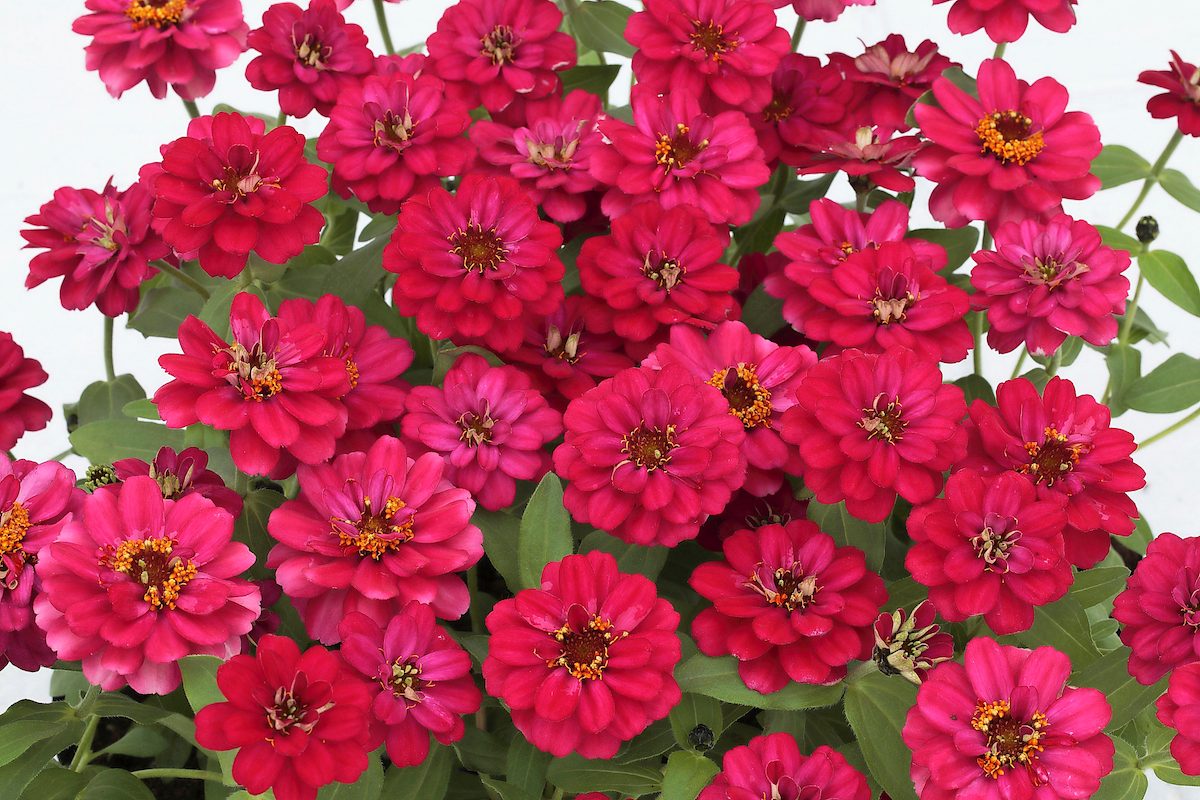 Zinnia Profusion Double Hot Cherry 12