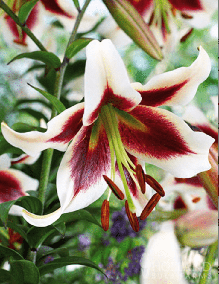 Orienpet Lily