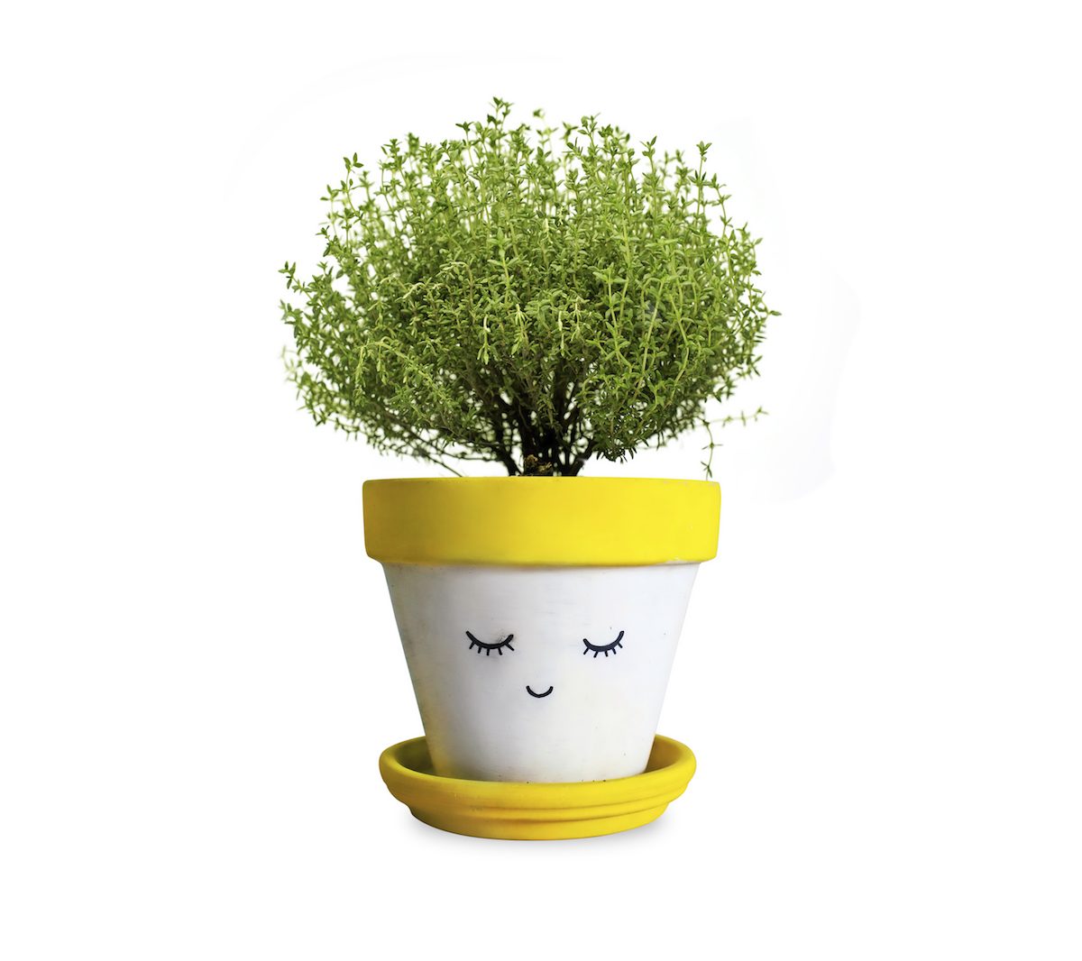A small indoor pot plant grows in a handpainted smiling pot plant. 