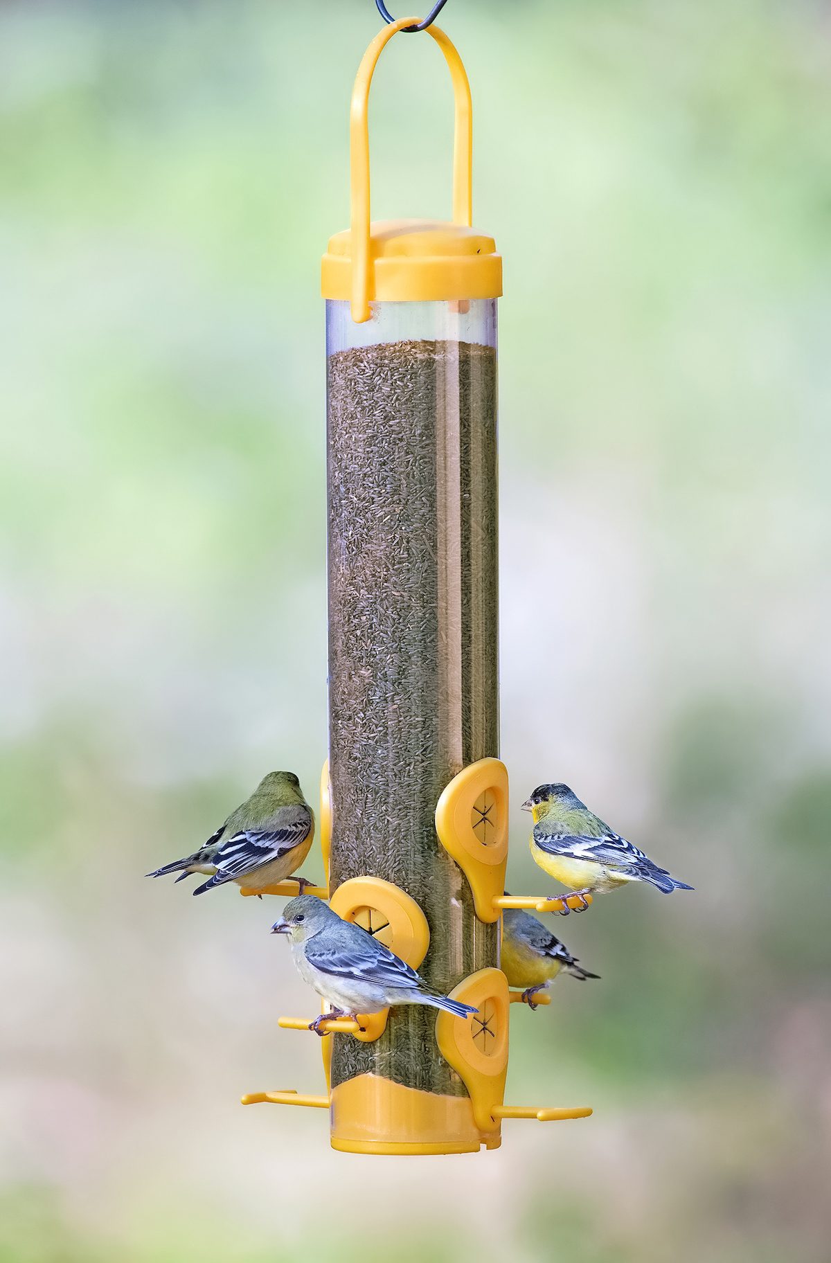 perky pet finch feeder