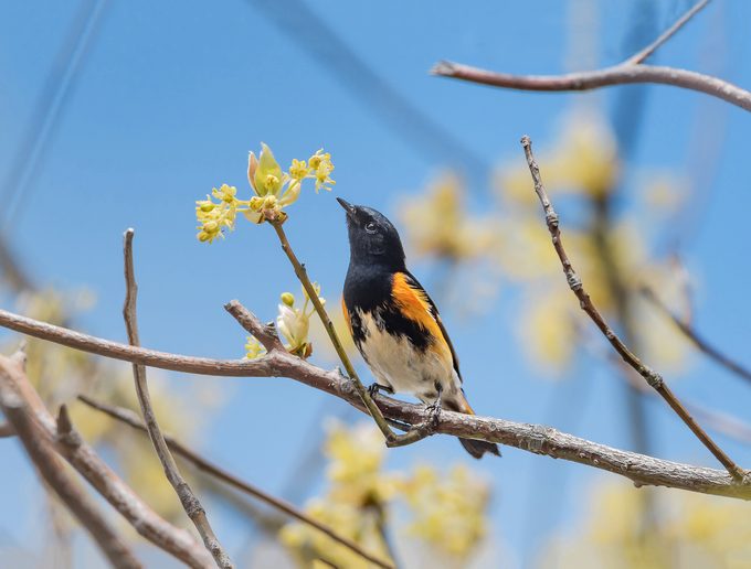 american redstart
