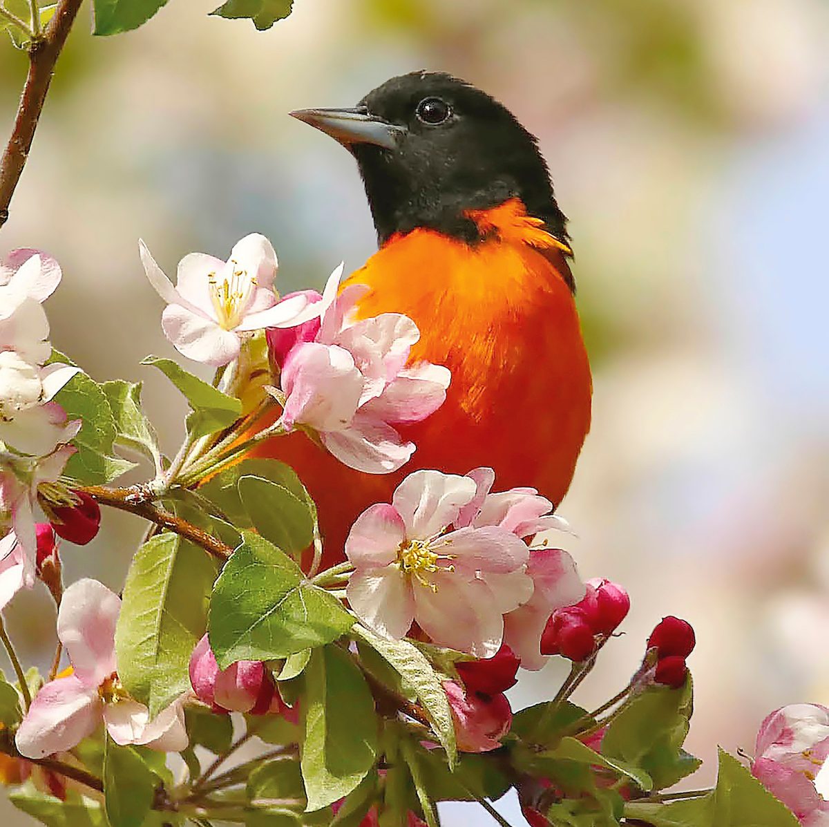 oriole bird pictures Scottdiedrich Bbfm20