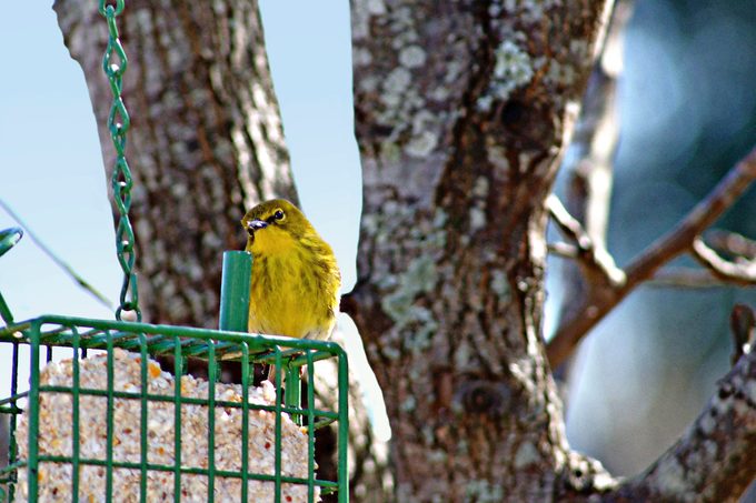 pine warbler
