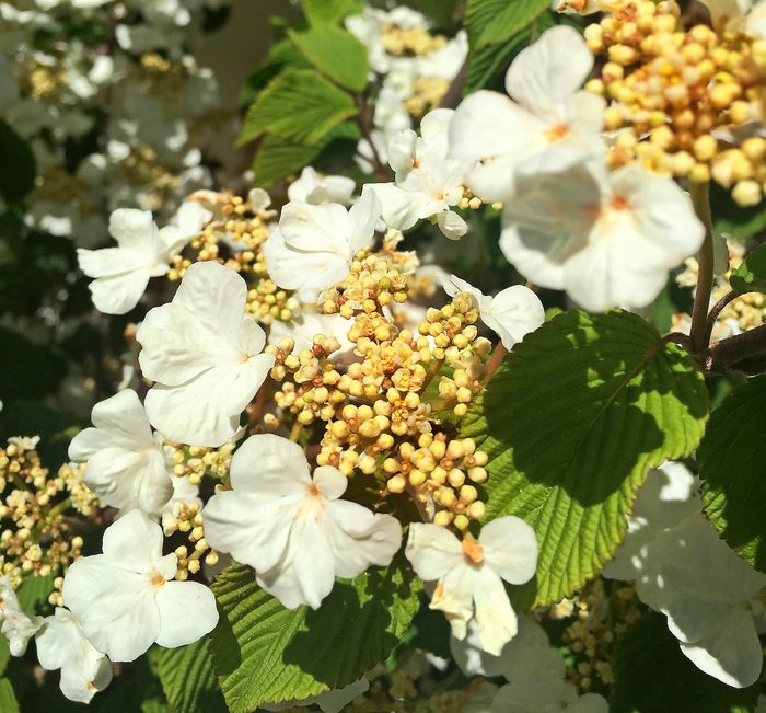 white flowering shrubs