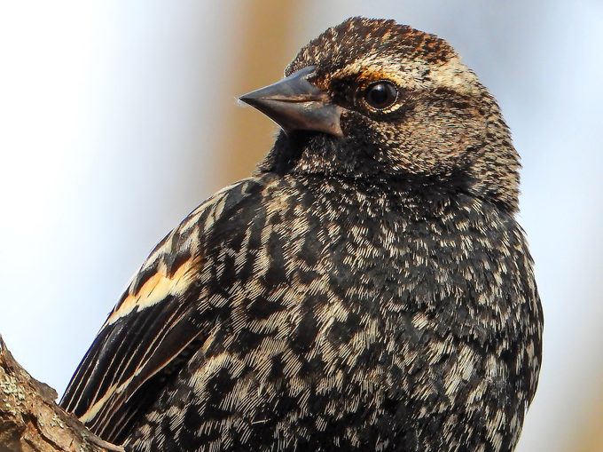 juvenile red-winged blackbird