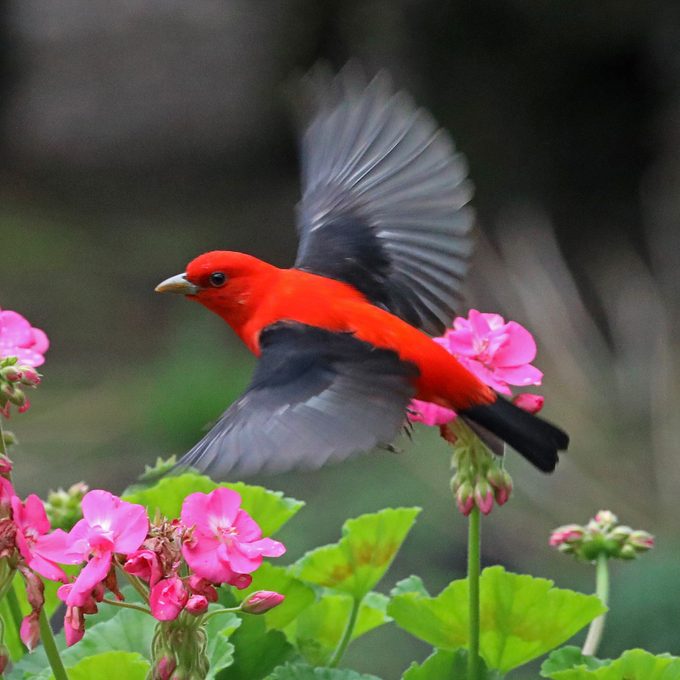 scarlet tanager spring birds Rodger Boehm Bnb Bypc 2020