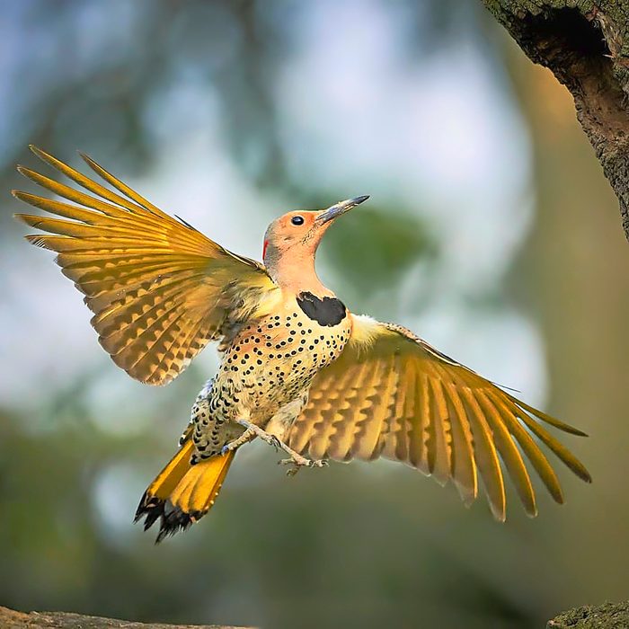 northern flicker Jeffrey Kauffman Bnb Bypc2020