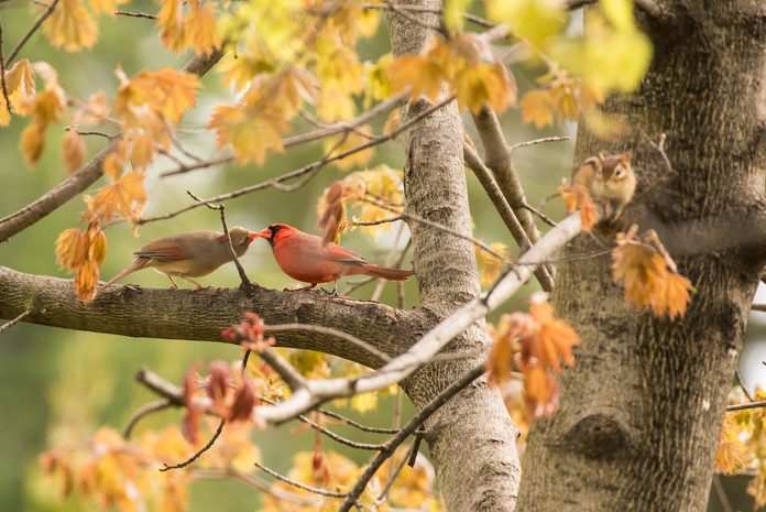 northern cardinals spring birds Cindy Thompson Bnb Bypc 2020