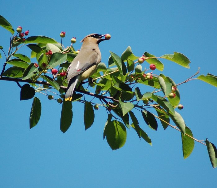 serviceberry cedar waxwing white flowering shrubs