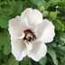 15 Prettiest White Flowering Shrubs to Grow