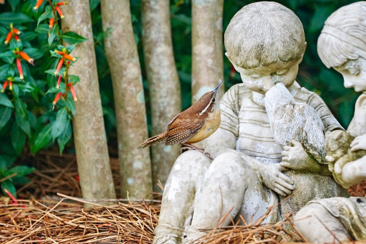 carolina wren Carmella Poole Bnb Bypc2020.jpeg