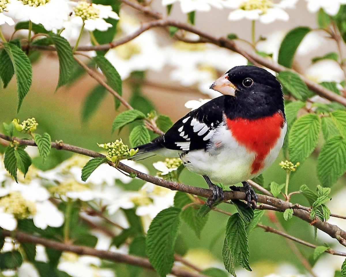 rose breasted grosbeak Jean Owens Bnb Bypc 2020