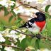 The 51 Best Spring Bird Pictures Ever