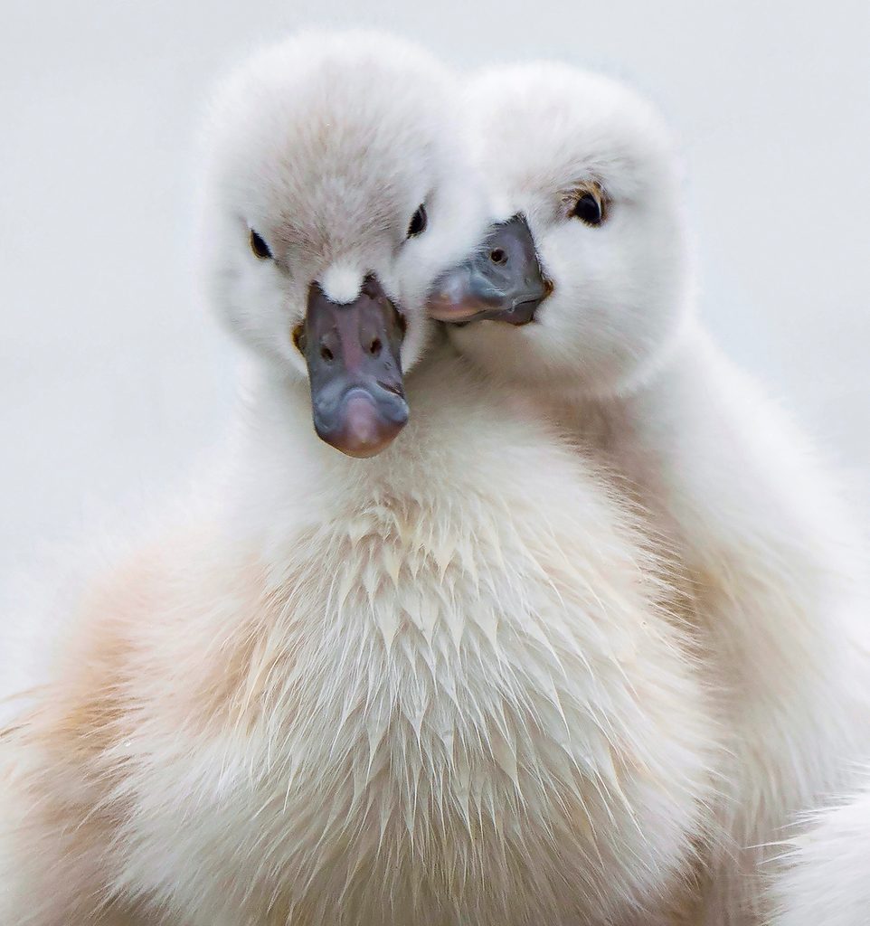 swans Marlon Porter Bnb Bypc2020.jpeg
