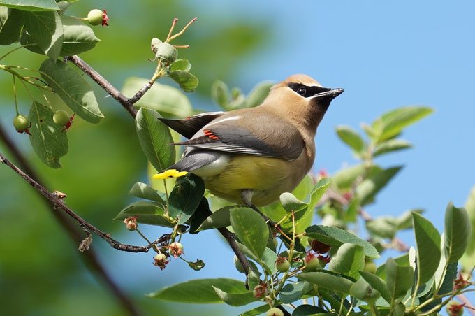 cedar waxwing Pearl Bouchard Bnb Bypc 2020