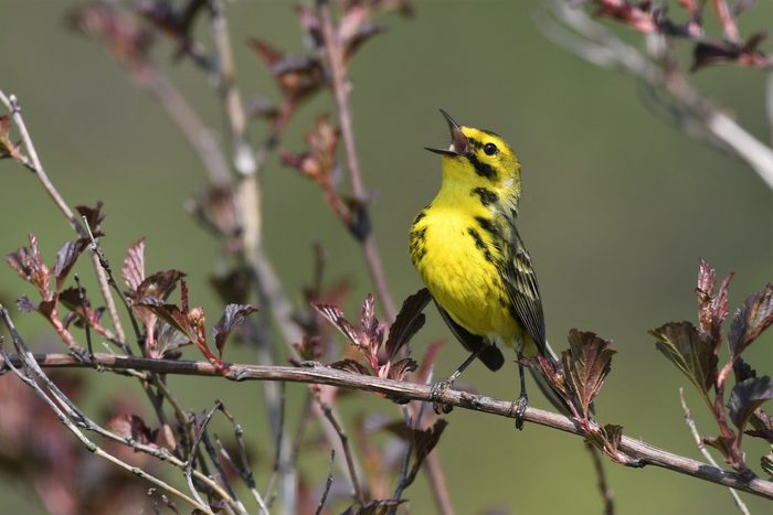 ninebark prairie warbler