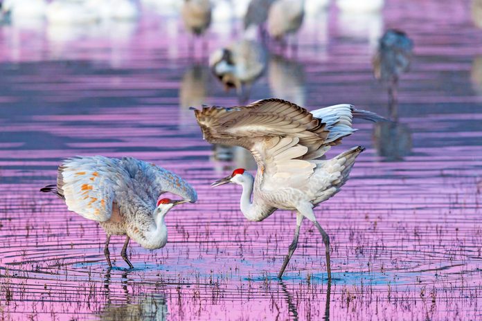 Sandhill Cranes Mating Dance At Sunset, Bosque Del Apache National Wildlife Refuge, New Mexico, Usa, December.