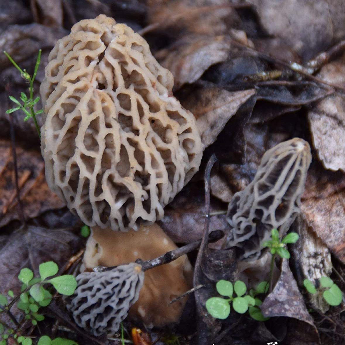 Morel Habitat Kit