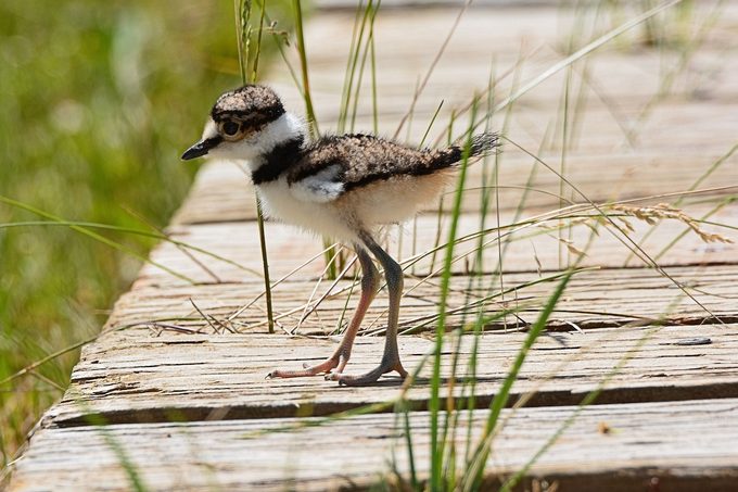 kildeer Albert Myran 001