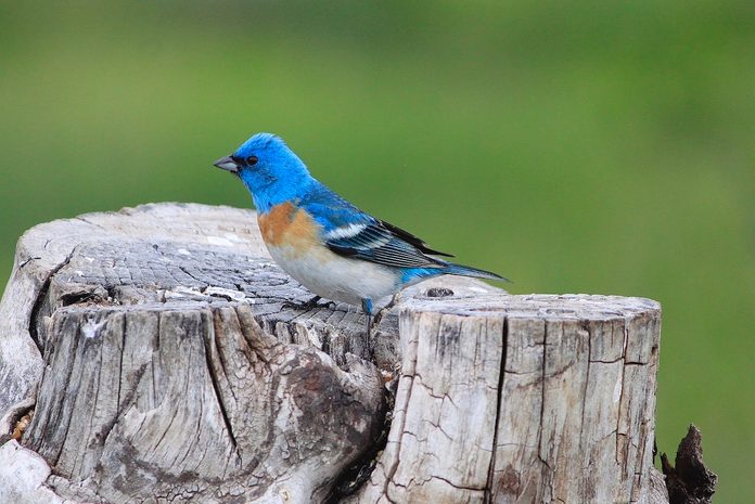 blue colored birds, lazuli bunting