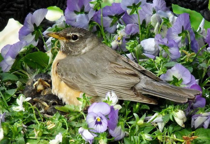 american robin Carol Keskitalo 001