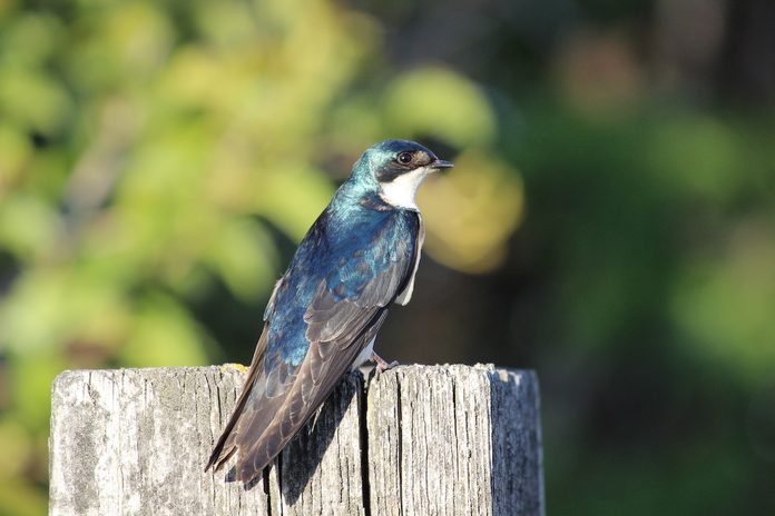 tree swallow