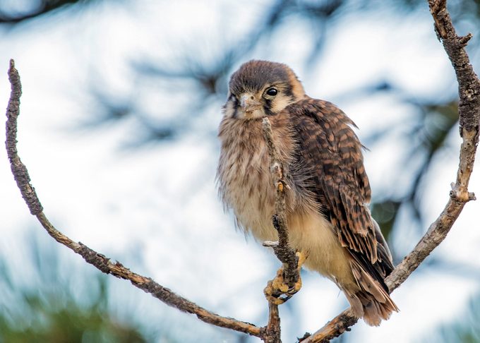Juvenile Female American Kestrel