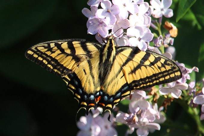 eastern tiger swallowtail