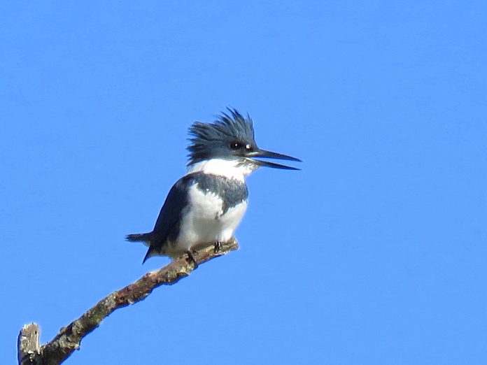 kingfisher